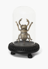 Lyra Bug in Jar