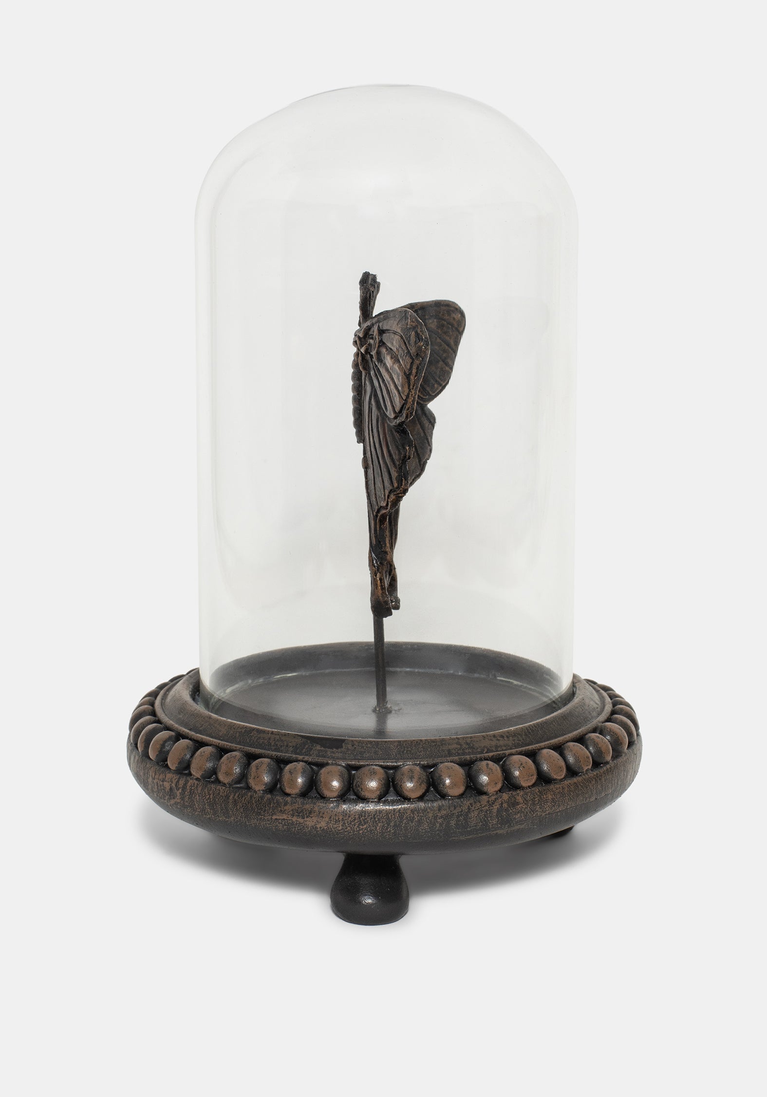 Luna Moth In Jar